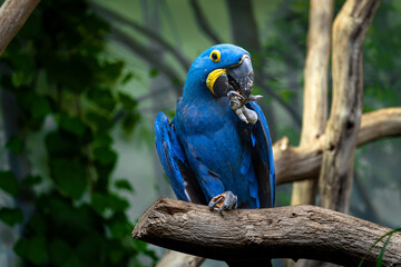 Rare Lear's macaw sitting on the branch
