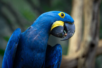 Rare Lear's macaw sitting on the branch