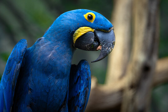 Rare Lear's macaw sitting on the branch