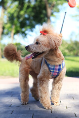 Cute dog with a bow. Dog on a walk. A dog walks in the park on a sunny day. Harness for walking animals. Pet