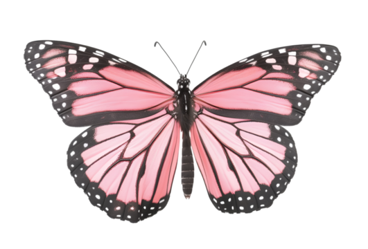 Close-up of a Beautiful Butterfly in Flight Showing Detailed Insect Anatomy, Delicate Antennae, Graceful Wings, and the Fragile Elegance of Nature's Design Captured in Stunning Wildlife Photography