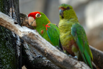 Green parrot on a branch
