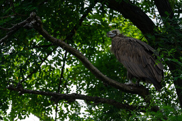 Volture sitting on the tree branch