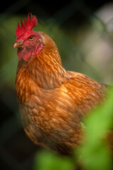 Close-up shot of chicken in a farm.