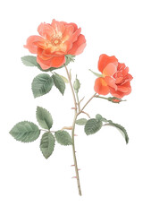 Obraz premium Beautiful Orange Blossom Illustration with Green Leaves and Buds