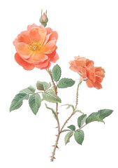 Beautiful Orange Blossom Illustration with Green Leaves and Buds