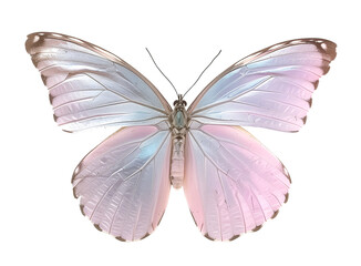 Obraz premium Close-up of a Beautiful Butterfly in Flight Showing Detailed Insect Anatomy, Delicate Antennae, Graceful Wings, and the Fragile Elegance of Nature's Design Captured in Stunning Wildlife Photography