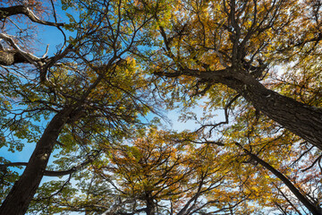 Fototapeta premium Autumn forest