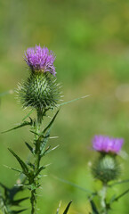 Beautiful close-up of cirsium vulgare