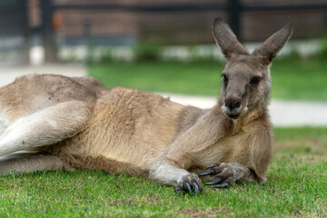 Kangaroo lying on the grass