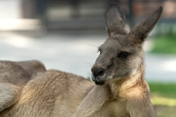 Kangaroo lying on the grass