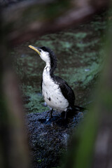 Little pied cormorant (Microcarbo melanoleucos)