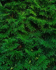 pine needles, texture 4:5