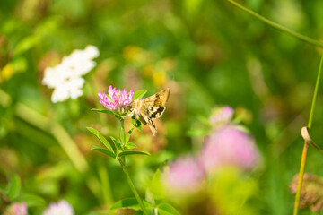 Big moth sits on a beautiful flower on a sunny summer meadow. Light green bright natural background