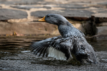 Portrait of a duck