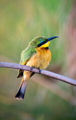 The little bee-eater (Merops pusillus) is a bird species in the bee-eater family, Meropidae. They are found in Sub-Saharan Africa. They are rich and brightly coloured slender birds. 