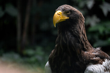 Portrait of a eagle
