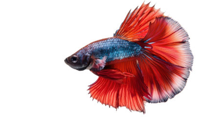 A vibrant betta fish showcasing its stunning red and blue fins in a captivating underwater setting.