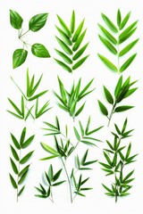 Fototapeta premium Close-up shot of various green leaves on a white background