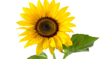 Fototapeta premium Vibrant yellow sunflower blooming against clean white background creates striking contrast in nature's beauty.