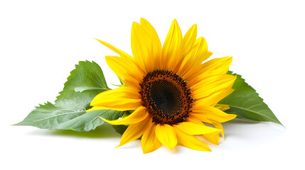 Obraz premium Vibrant yellow sunflower with dark center on a clean white background in raw style.