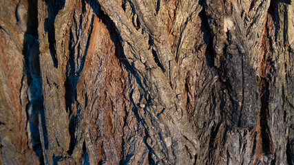 tree, bark, texture 16:9