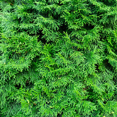 background of fir branches 1:1