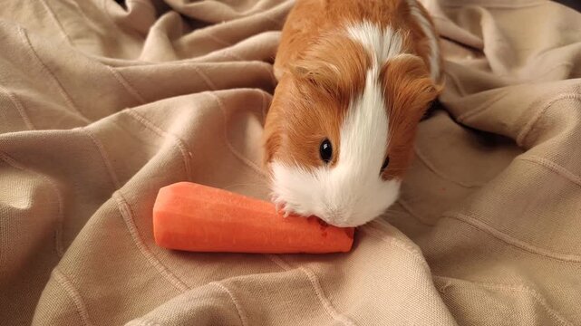 guinea pig eats carrots with appetite. High quality FullHD footage
