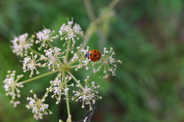 Lady bird on cow parsley plant in nature