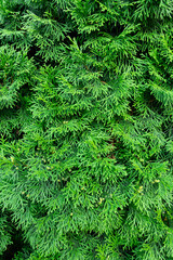 close up of green branches 2:3