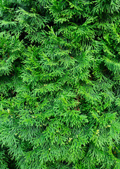 close up of needles 4:5