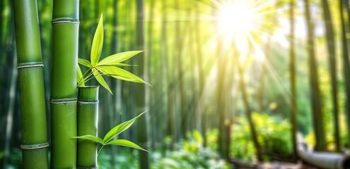 A bamboo stick in a forest with sunlight