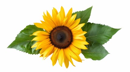 Obraz premium Detailed close-up of a bright yellow sunflower with green leaves, isolated on a transparent background. Perfect for product and marketing visuals