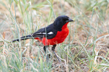 Crimson-breasted Shrike or Crimson-breasted Gonolek (Laniarius atrococcineus) in grassland savannah, Limpopo, South Africa
