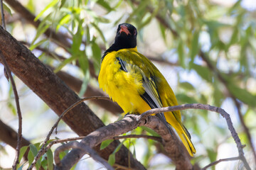 Black-headed Oriole  (Oriolus larvatus)  in broad-leaved woodland, Phalaborwa, Limpopo, South Africa