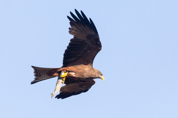 Yellow-billed Kite (Milvus aegyptius) flying with mullet prey in talons