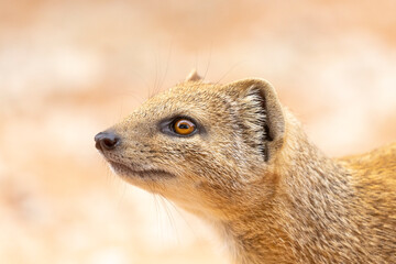 Yellow Mongoose (Cynictis penicillata) closeup head shot Kalahari, Northern Cape, South Africa