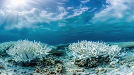 Coral reefs exhibit severe bleaching as ocean temperatures rise, highlighting environmental challenges faced by marine ecosystems