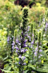 Lobelia inflata plants - Lobeliaceae family close up