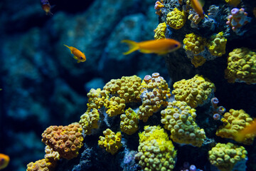 Coral reef in the aquarium