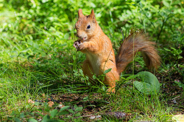 A young wild forest squirrel gnaws on a hazelnut.