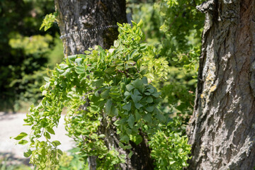 Robinia pseudoacacia Twisty Baby