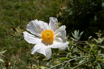 Romneya coulteri californian tree poppy