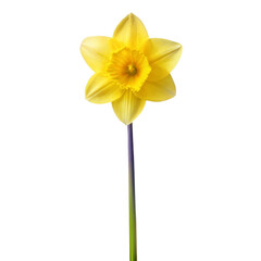 single daffodils  long stem isolated on white background