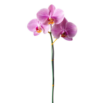 orchid long stem isolated on white background