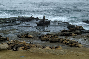 Herd of sea lions resting on a rock