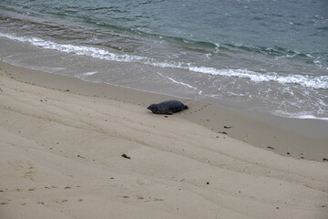 Sea lion crawling from water onto the beach
