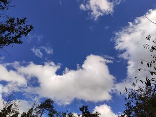 Obraz premium Bright blue sky framed by tall pine trees, with white clouds scattered across.