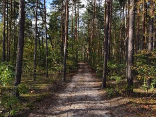 Obraz premium Forest path leading through tall trees and green foliage.