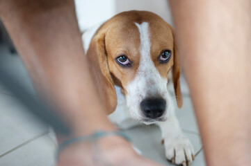 Adorable beagle dog portrait